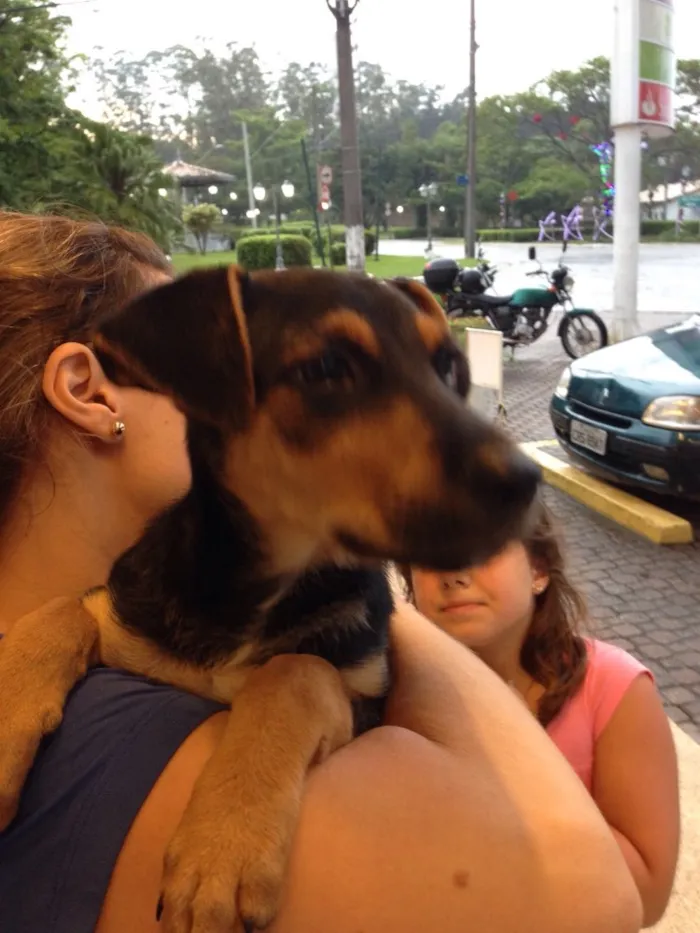 Cachorro ra a srd idade 2 a 6 meses nome Kenia