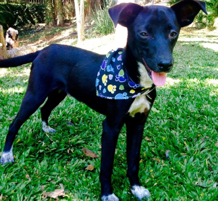 Cachorro ra a SRD idade 1 ano nome Ricco