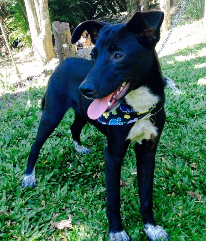 Cachorro ra a SRD idade 1 ano nome Ricco
