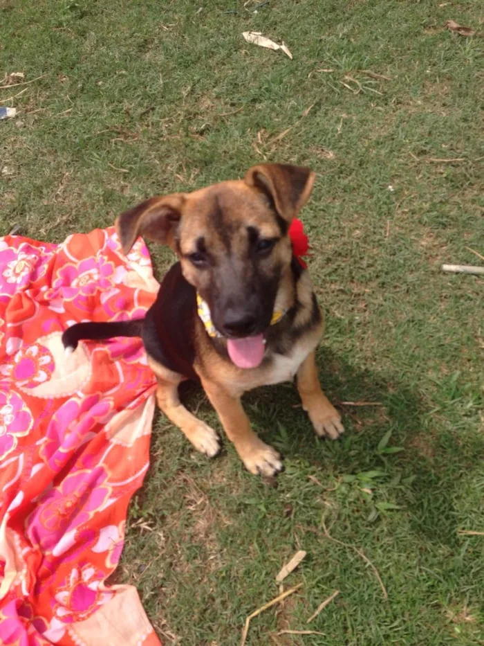 Cachorro ra a SRD idade 2 a 6 meses nome Menina