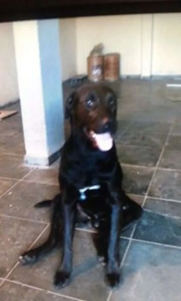 Cachorro ra a Labrador idade 1 ano nome Lock
