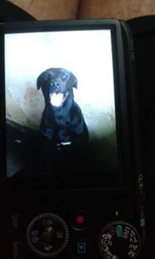 Cachorro ra a Labrador idade 1 ano nome Lock