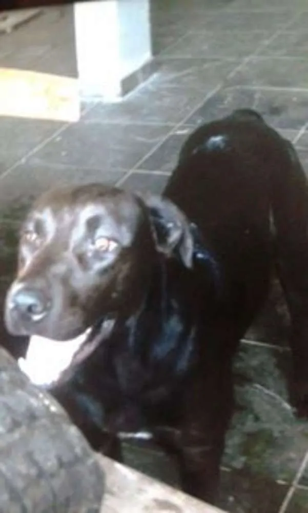 Cachorro ra a Labrador idade 1 ano nome Lock
