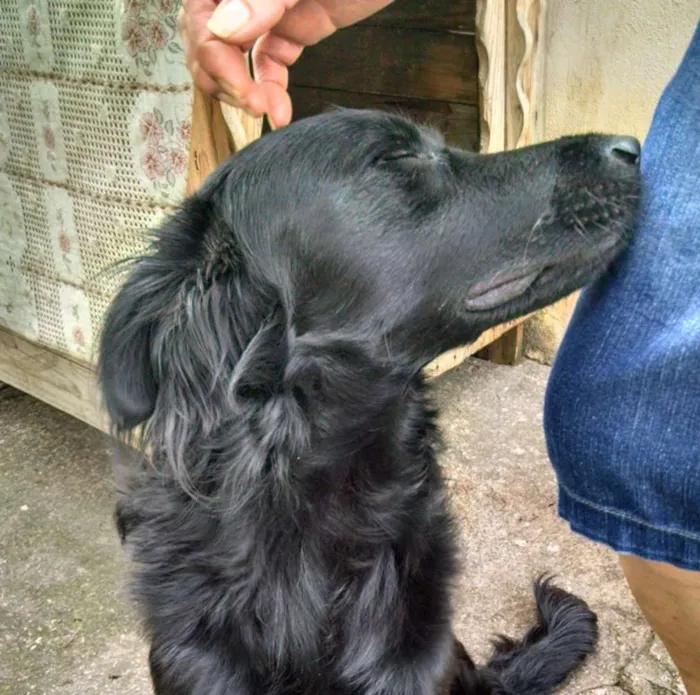 Cachorro ra a mestiço idade 1 ano nome Negão