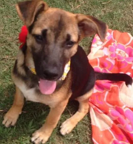Cachorro ra a SRD idade 2 a 6 meses nome Menina