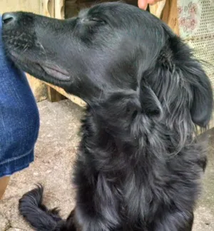 Cachorro raça mestiço idade 1 ano nome Negão