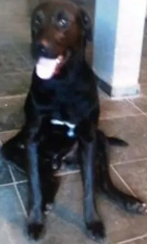 Cachorro raça Labrador idade 1 ano nome Lock