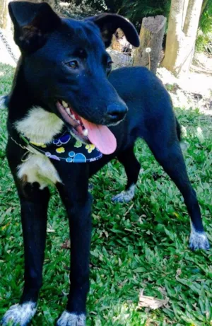 Cachorro raça SRD idade 1 ano nome Ricco