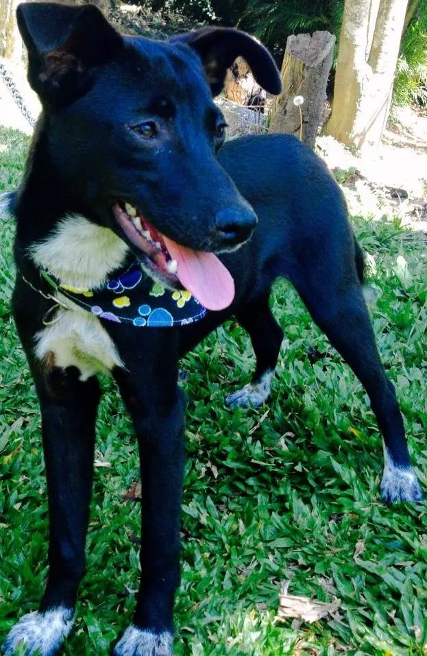 Cachorro ra a SRD idade 1 ano nome Ricco