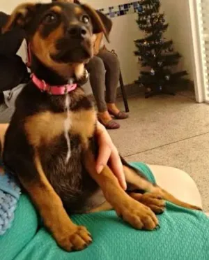 Cachorro raça srd idade 2 a 6 meses nome Kenia