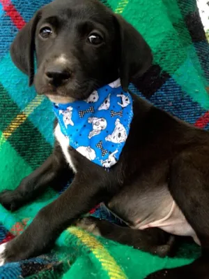 Cachorro raça srd idade 2 a 6 meses nome Guga