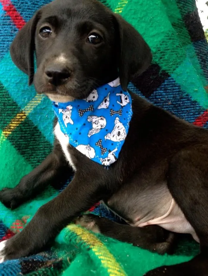 Cachorro ra a srd idade 2 a 6 meses nome Guga