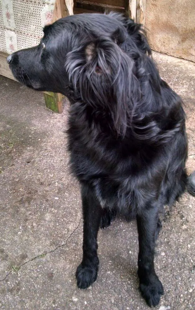 Cachorro ra a mestiço idade 1 ano nome Negão