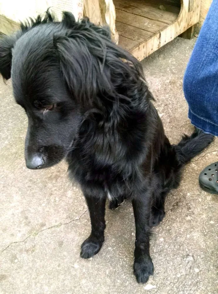 Cachorro ra a mestiço idade 1 ano nome Negão