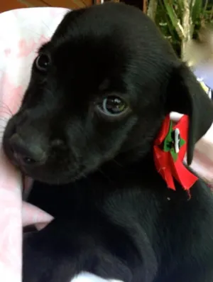 Cachorro raça SRD idade 2 a 6 meses nome Enzo