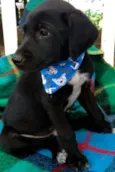 Beto