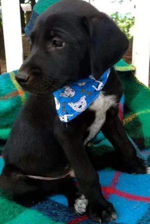 Cachorro raça srd idade 2 a 6 meses nome Beto