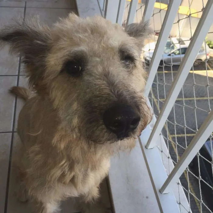 Cachorro ra a Vira Lata idade 7 a 11 meses nome Elijah