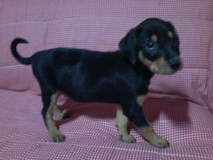 Cachorro ra a SRD idade 2 a 6 meses nome sem nome