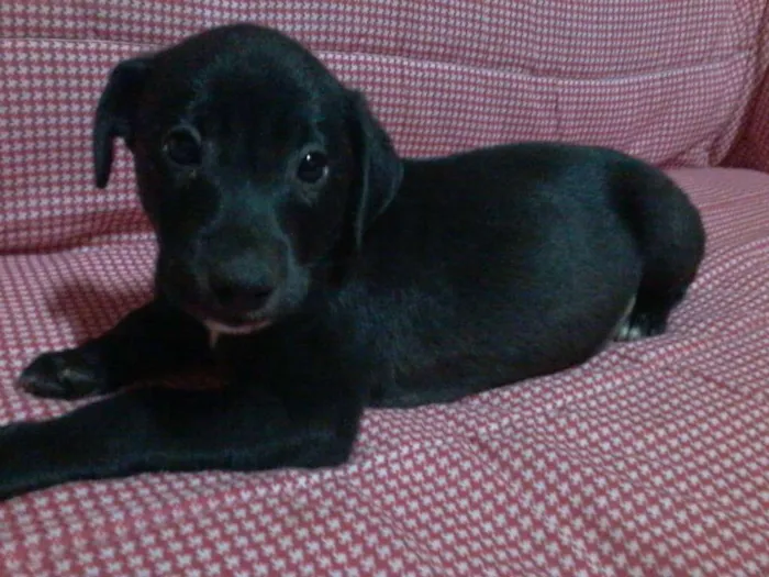 Cachorro ra a SRD idade 2 a 6 meses nome sem nome