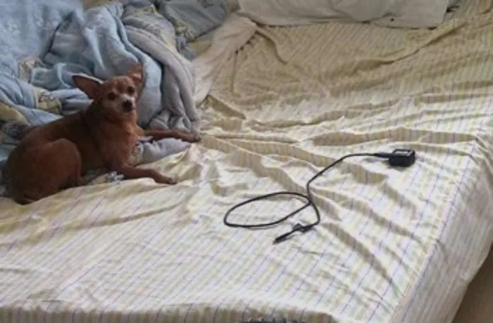 Cachorro ra a Pinscher idade 6 ou mais anos nome Princesa  GRATIFICA
