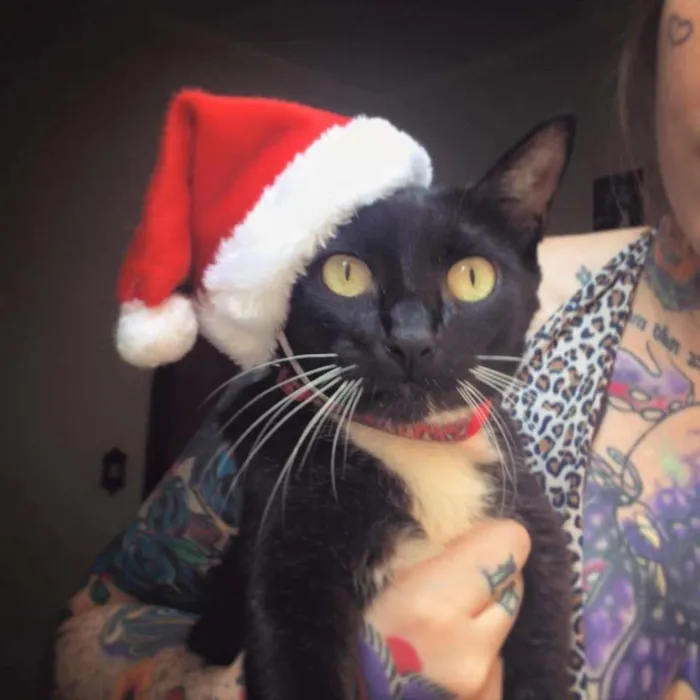 Gato ra a  idade 6 ou mais anos nome Meg