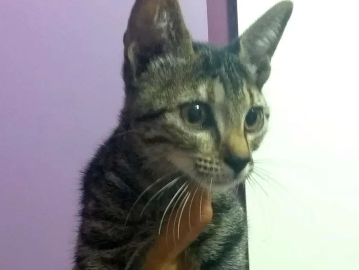 Gato ra a SRD idade 2 a 6 meses nome Sem nome