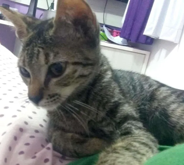 Gato ra a SRD idade 2 a 6 meses nome Sem nome