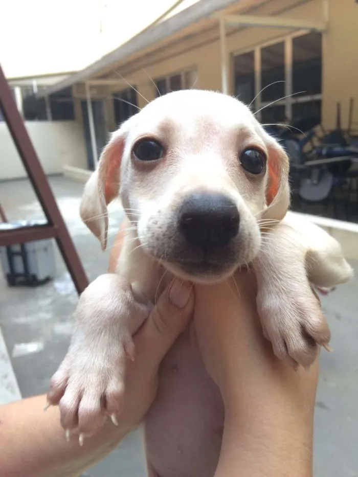 Cachorro ra a SRD idade 2 a 6 meses nome Olivia