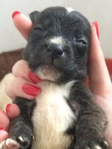 Cachorro ra a SRD idade Abaixo de 2 meses nome Fubeca