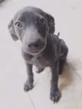 Safira 