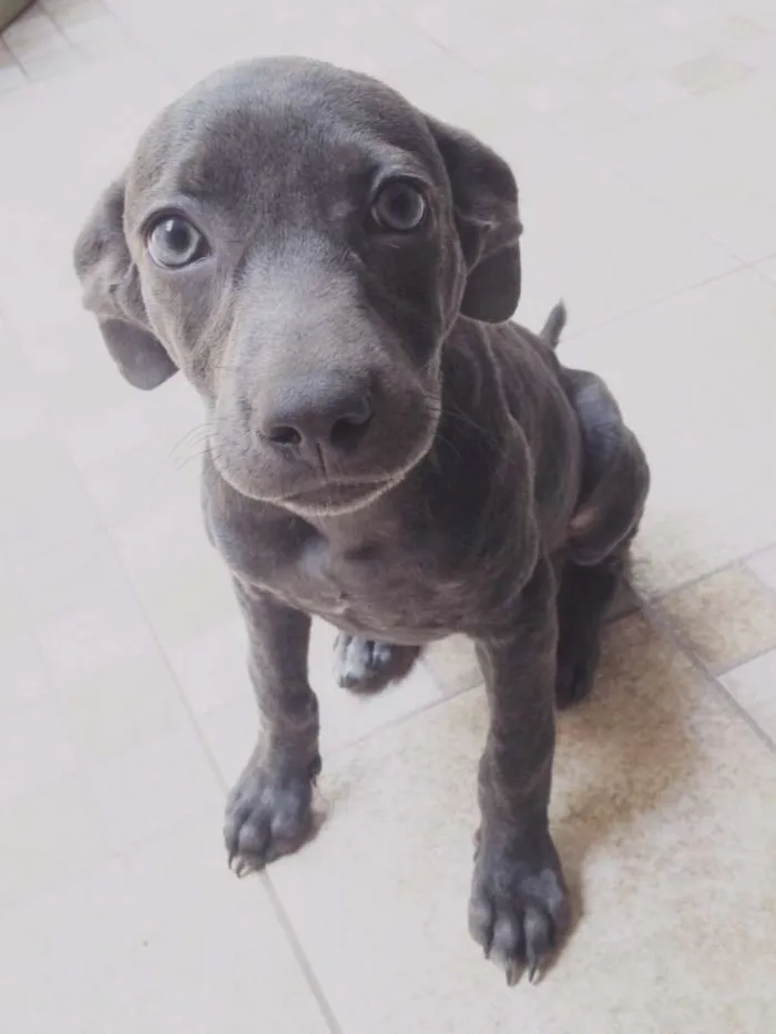 Cachorro ra a SRD idade 2 a 6 meses nome Safira 