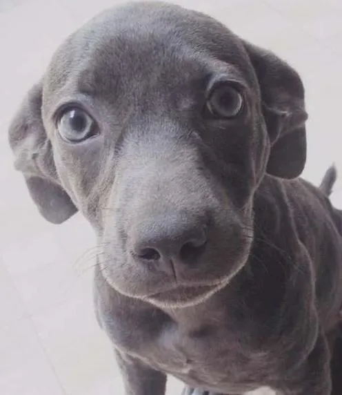 Cachorro ra a SRD idade 2 a 6 meses nome Safira 
