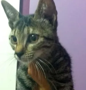 Gato raça SRD idade 2 a 6 meses nome Sem nome