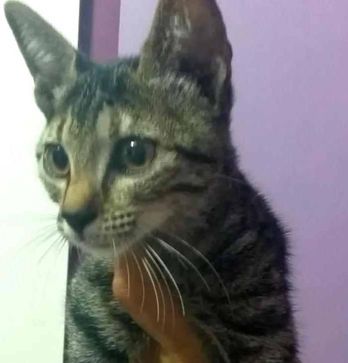 Gato ra a SRD idade 2 a 6 meses nome Sem nome