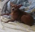 Princesa  GRATIFICA