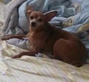 Cachorro raça Pinscher idade 6 ou mais anos nome Princesa  GRATIFICA