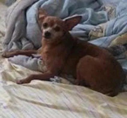 Cachorro ra a Pinscher idade 6 ou mais anos nome Princesa  GRATIFICA