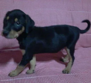 Cachorro raça SRD idade 2 a 6 meses nome sem nome