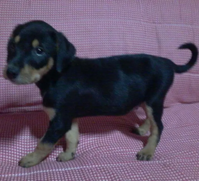 Cachorro ra a SRD idade 2 a 6 meses nome sem nome