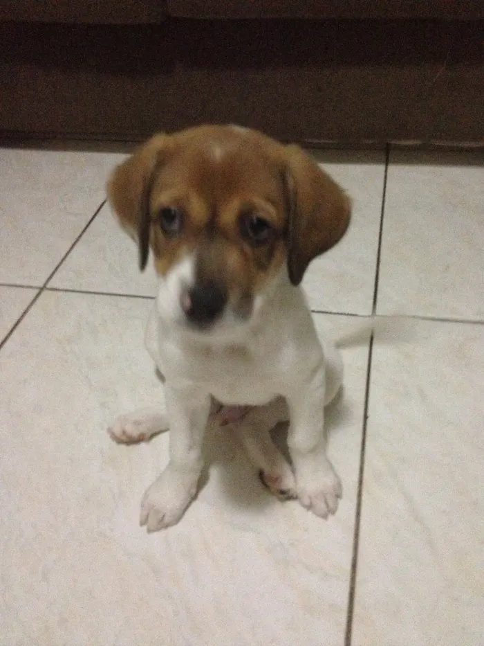 Cachorro raça Sem raça Definida idade 2 a 6 meses nome Sam