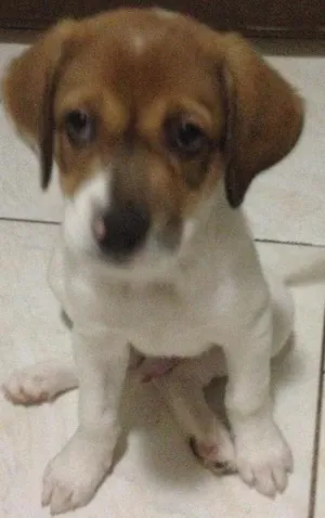 Cachorro raça Sem raça Definida idade 2 a 6 meses nome Sam