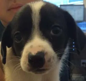 Cachorro raça SRD idade Abaixo de 2 meses nome Emily
