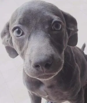 Cachorro raça SRD idade 2 a 6 meses nome Safira 