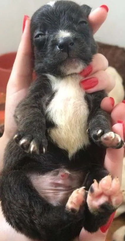 Cachorro ra a SRD idade Abaixo de 2 meses nome Fubeca