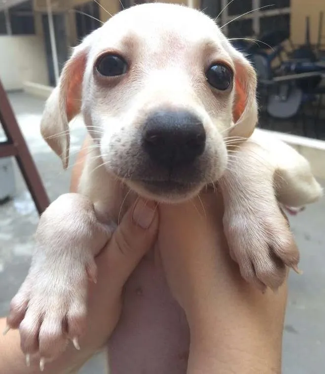 Cachorro ra a SRD idade 2 a 6 meses nome Olivia