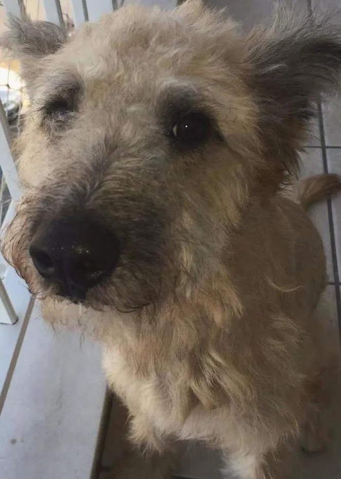 Cachorro ra a Vira Lata idade 7 a 11 meses nome Elijah
