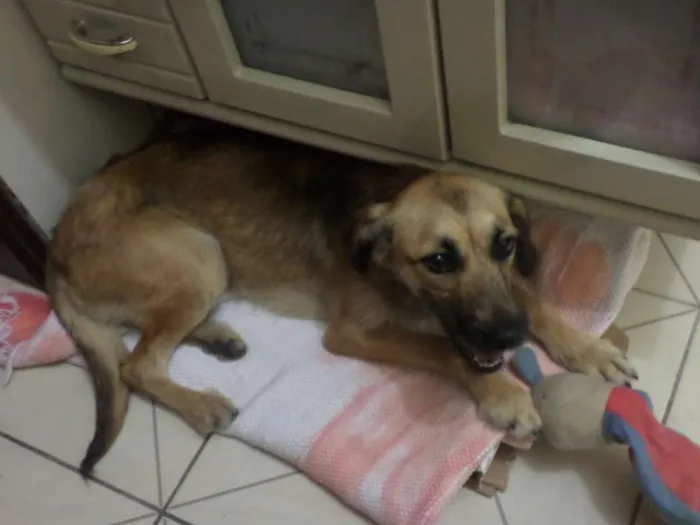 Cachorro ra a SRD idade 2 a 6 meses nome Charlote