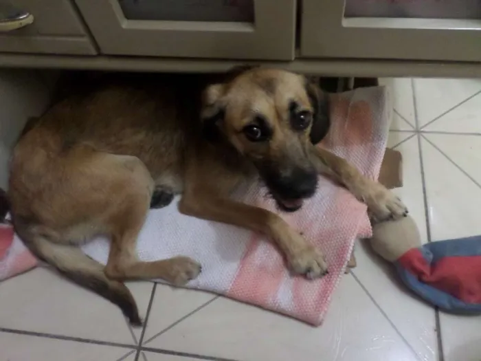 Cachorro ra a SRD idade 2 a 6 meses nome Charlote
