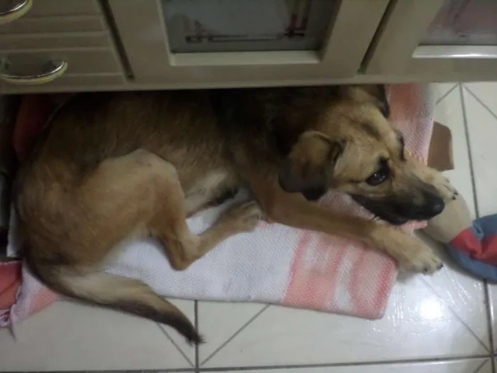 Cachorro ra a SRD idade 2 a 6 meses nome Charlote